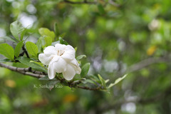 Gardenia jasminoides